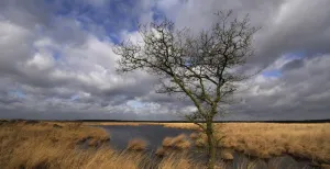 We zijn dol op de heide en het bos van de Veluwe!