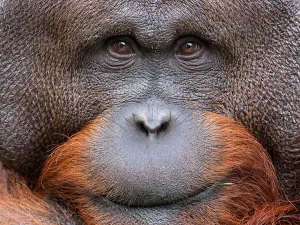 Een orang-oetan. Foto: Apenheul.