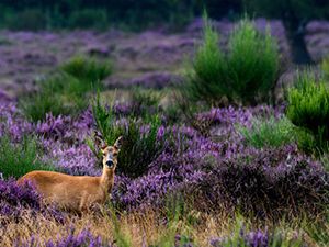 Bezoekerscentrum Gooi en Vechtstreek