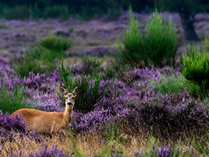 Bezoekerscentrum  Gooi en Vechtstreek