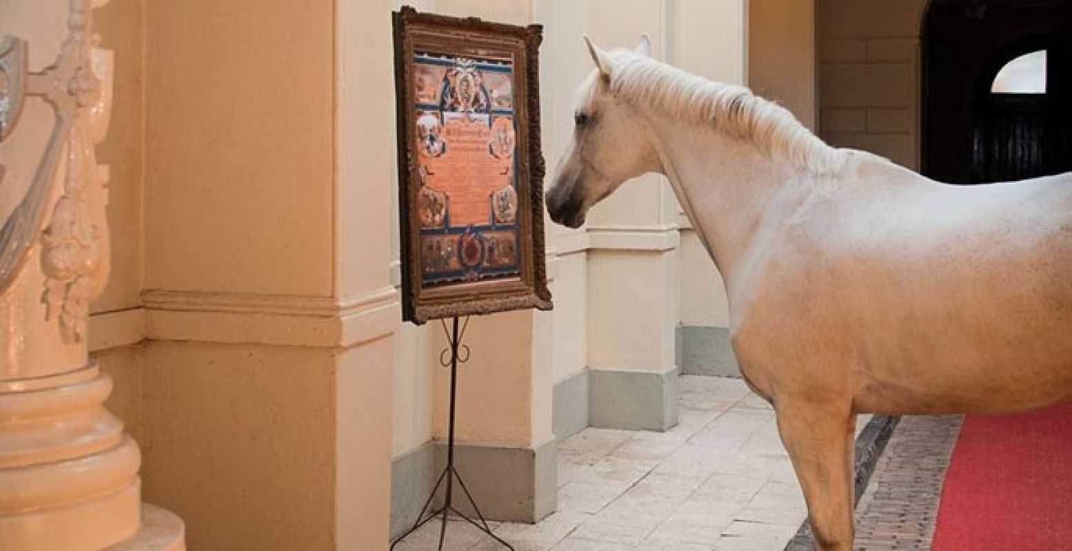 Natuurlijk spelen paarden de hoofdrol in dit nieuwe museum. Foto: Levend Paardenmuseum