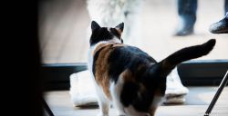 Doe een kopje koffie in deze kekke kattencafés