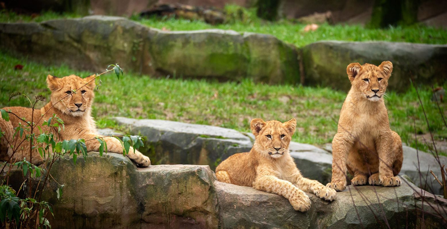 Verken het dierenrijk in ZOO Antwerpen. Foto: ZOO Antwerpen © Jonas Verhulst