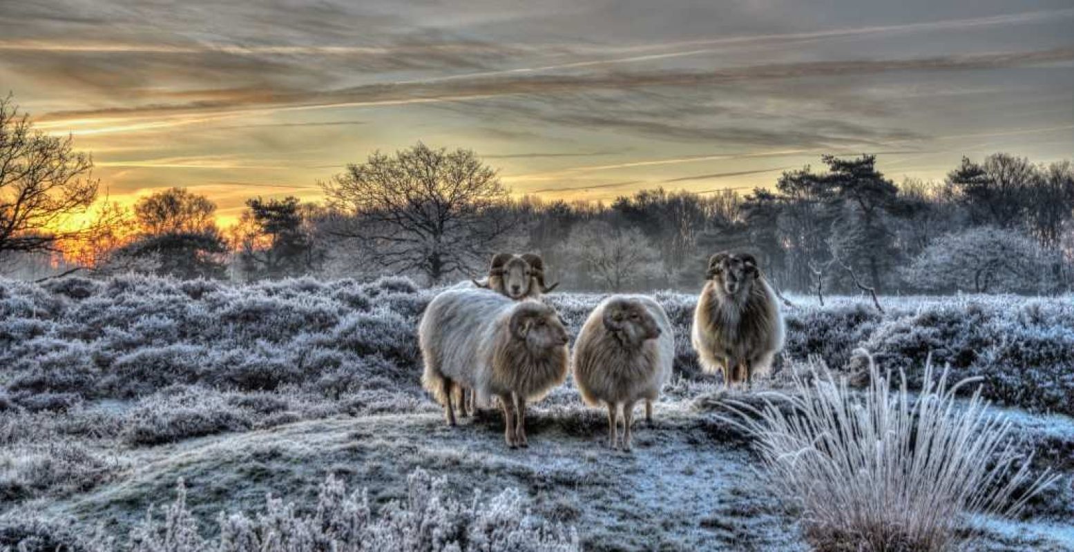 Glooiende winterse heidevelden in Dwingelderveld. Foto: Natuurmonumenten - Marius Visser