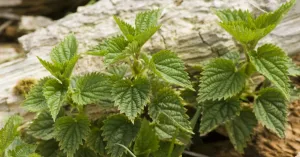 Heilzame kruiden aan de rand van de Loonse en Drunense Duinen Heilzame kruiden aan de rand van de Loonse en Drunense Duinen | Foto geüpload door gebruiker Natuurmonumenten.
