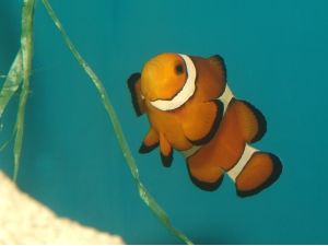 Sea Life Centre