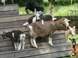 Op bezoek bij de geitjes. Foto: Inger van der Laan