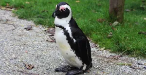 Waggelen tussen de pinguïns in AquaZoo Friesland Leuk weetje: de zwartvoet pinguïn (hier op de foto) blijft zijn hele leven trouw aan één partner. Foto: DagjeWeg.NL.