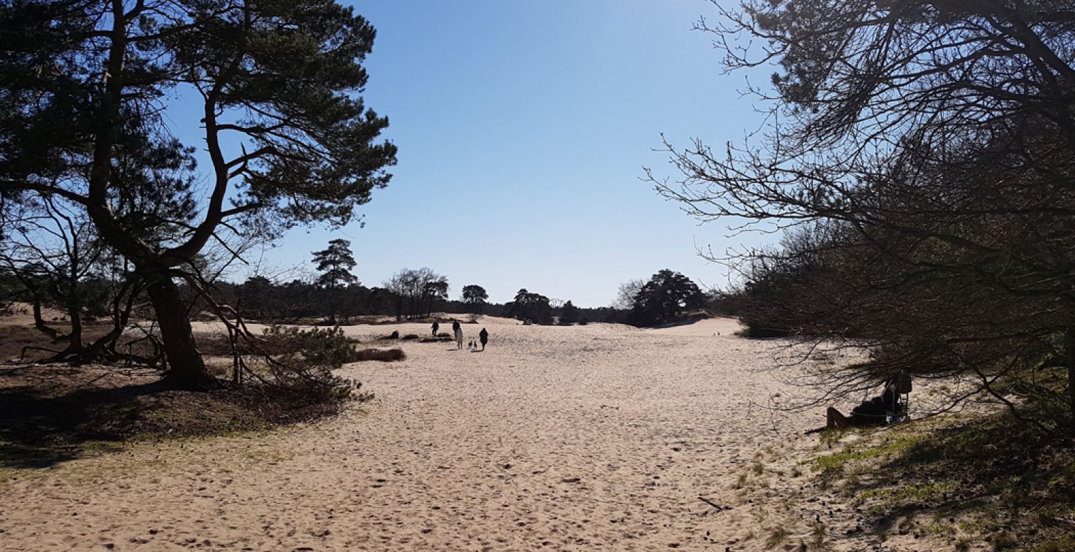 Een bezoek aan de Soester Duinen levert altijd mooie plaatjes op. Foto: DagjeWeg.NL