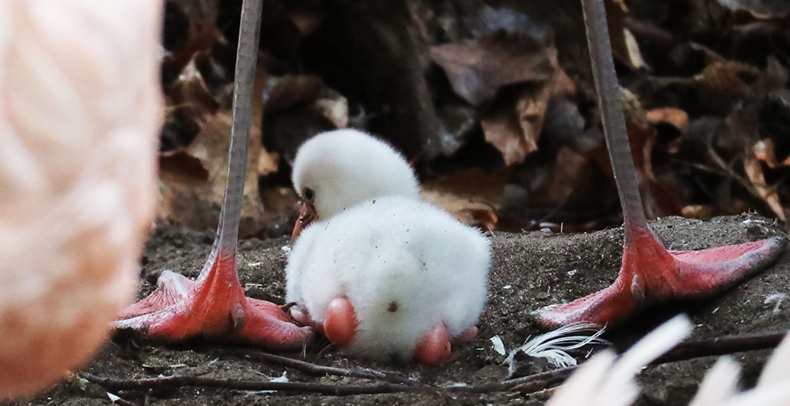 Er is na zes jaar weer een flamingokuiken geboren in Dierenpark Amersfoort! Foto: Dierenpark Amersfoort