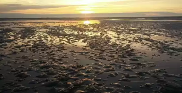 Op de fiets langs ons mooiste erfgoed Fietsen met zicht op de Waddenzee. Foto: Mathilde van Ravensberg