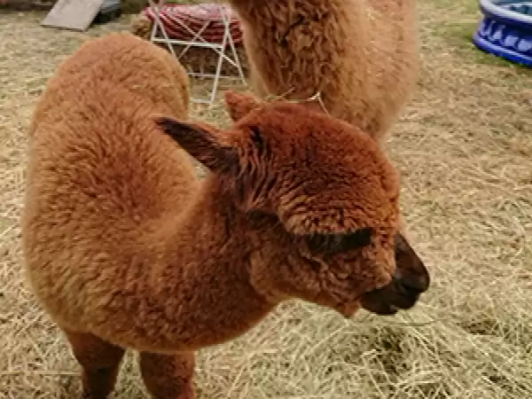 Alpaca Tea Time