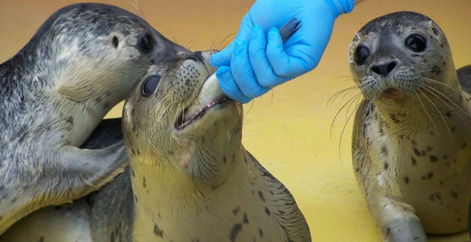 Neem een kijkje achter de schermen bij Zeehondencentrum Pieterburen. Foto: Zeehondenopvang Pieterburen