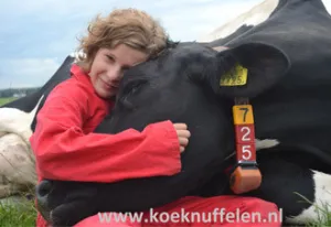 Koe Knuffelen Knuffel met koeien