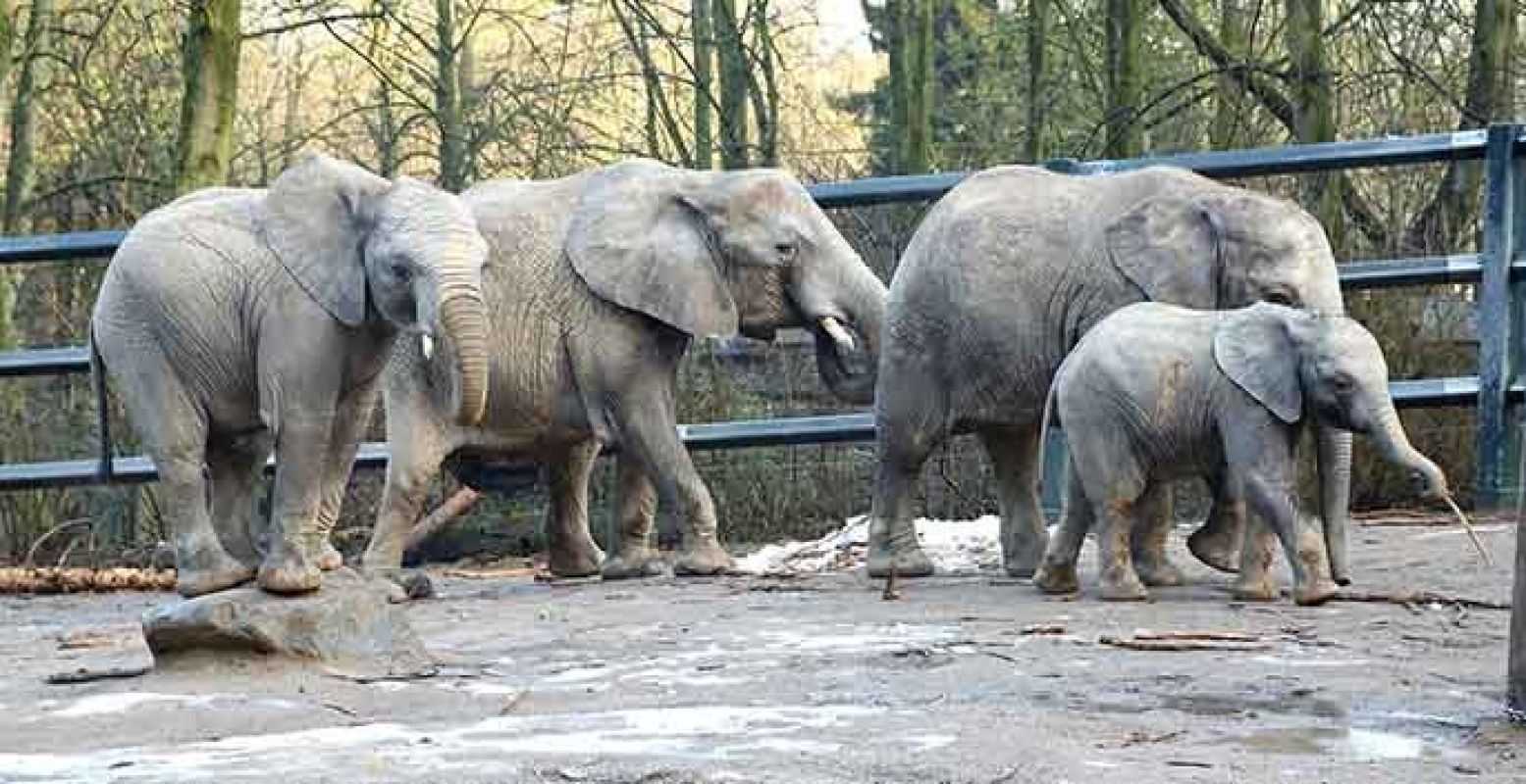 De Afrikaanse olifanten Punda, Bongi, Pina-Nessi en Shawu in de Grüner Zoo Wuppertal, hun oude woonplaats. Foto: Grüner Zoo Wuppertal/Barbara Scheer