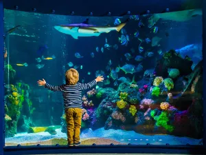 Prachtig panorama aquarium. Foto: Sea Life