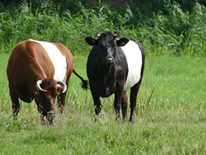 Twee van de koeien van Elsenhove. Help je om voor ze te zorgen? Foto: Margriet Spierings