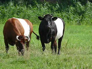 Speelboerderij Elsenhove Twee van de koeien van Elsenhove. Help je om voor ze te zorgen? Foto: Margriet Spierings