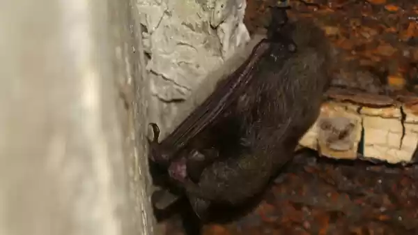 Nacht van de vleermuis Grevelingen Een vleermuis | Foto ge&uuml;pload door gebruiker Staatsbosbeheer.