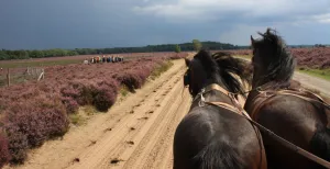 6 leuke uitjes voor een familiedag in Gelderland Met de hele familie in de huifkar! Foto: Huifkarcentrum Wouter Hazeleger