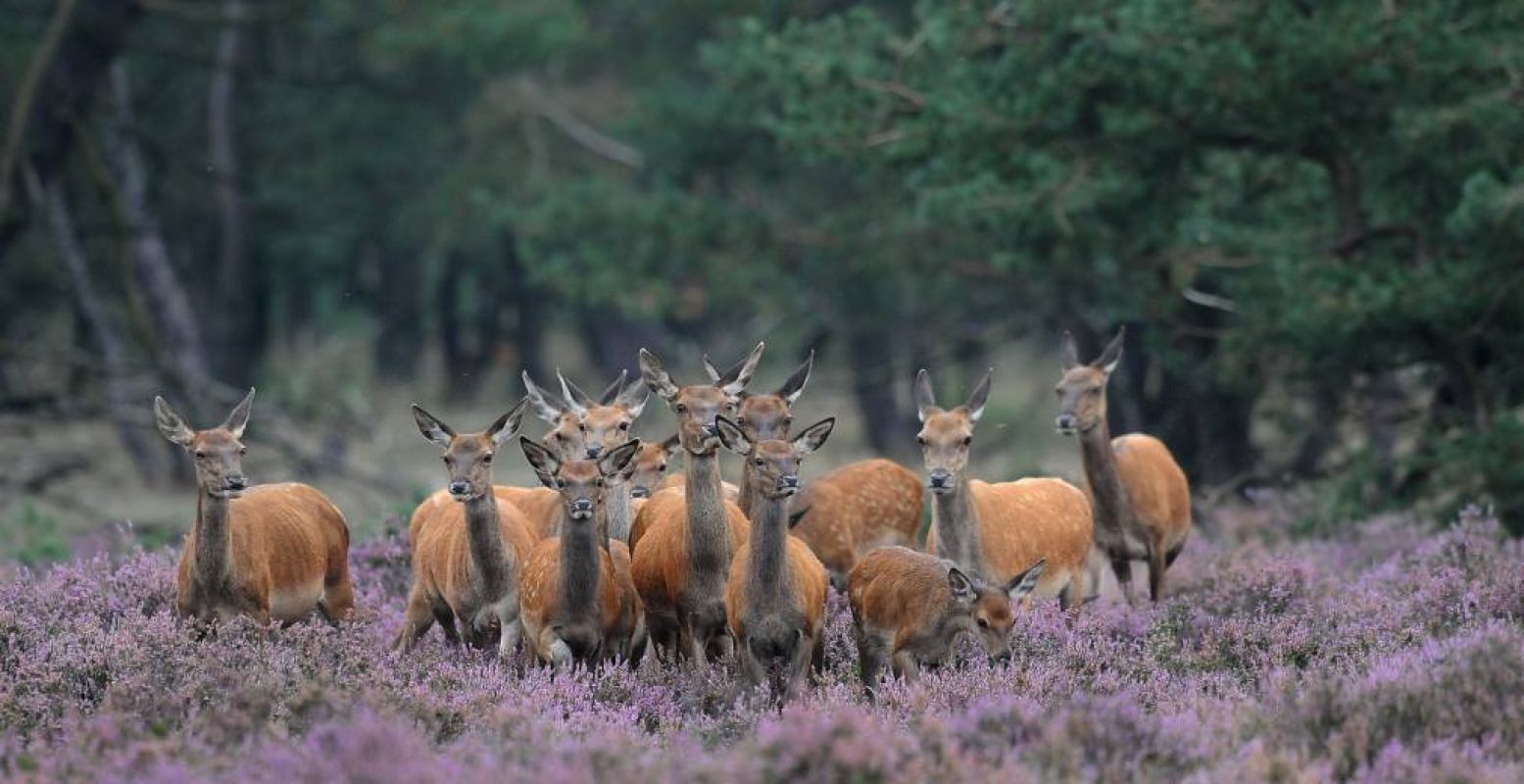 Een groep reeën in Het Nationale Park De Hoge Veluwe. Foto: Wim Weenink