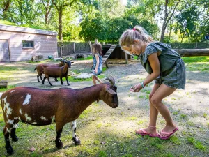 Neem een kijkje bij de geitjes. Foto: Kasteeltuinen Arcen © Eggen EGLAPHOTO.COM