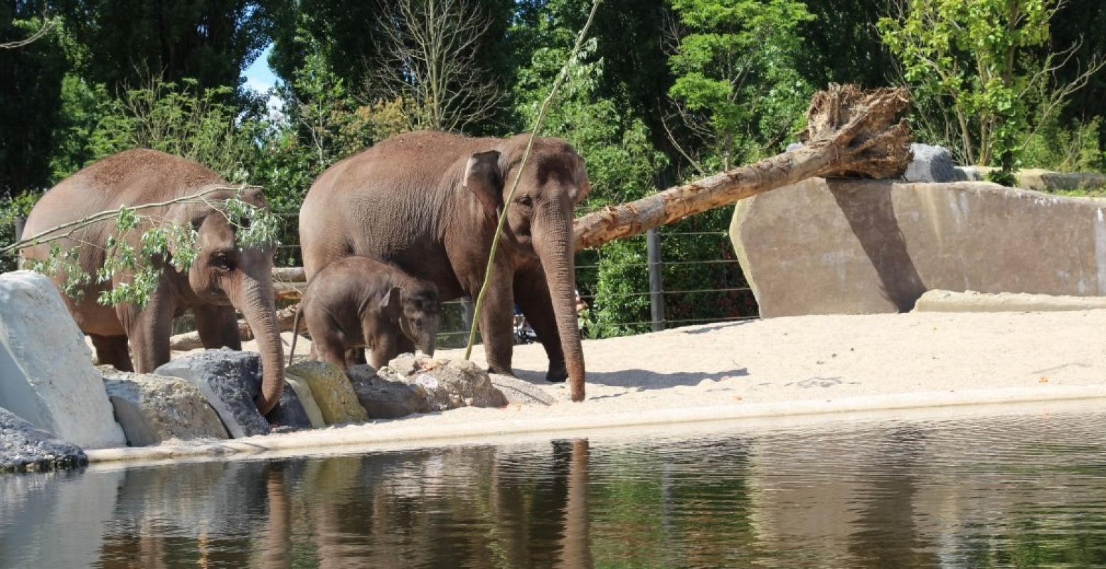 Moederolifant verkent samen met haar twee dochters het nieuwe verblijf in ARTIS. Foto: Redactie DagjeWeg.NL