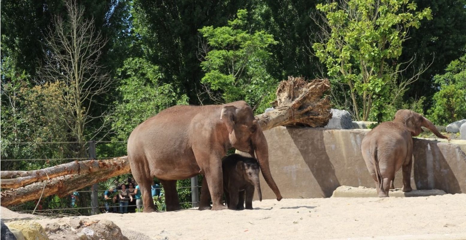 In het nieuwe buitenverblijf van de olifanten in ARTIS worden de dieren op vijf verschillende manieren uitgedaagd om op zoek te gaan naar voedsel. Foto: Redactie DagjeWeg.NL