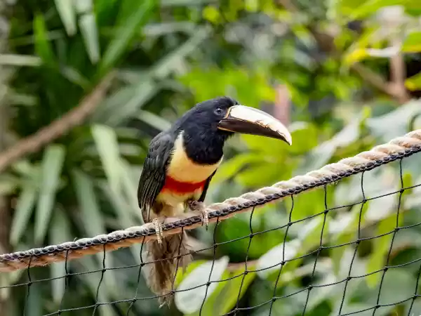 Zie exotische dieren van heel dichtbij. Foto: Almere Jungle © Elske Hazenberg