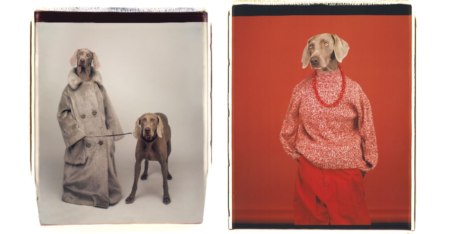 Links: Dog Walker, 1990, Color Polaroid. © William Wegman. Courtesy of the artist. Rechts: Casual, 2002, colour polaroid. © William Wegman. Courtesy of the artist. Beelden via Fotomuseum Den Haag