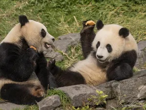 Spelende panda's bij Pairi Daiza. Foto: Galina Bonnard