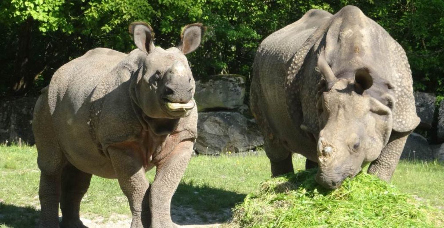 Indische neushoorn Puri (links). Foto: DierenPark Amersfoort