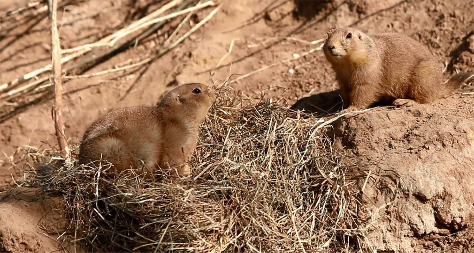 De meningen over WILDLANDS Adventure Zoo Emmen zijn verdeeld. Wij bezochten het park vlak na de opening. Lees  wat wij van WILDLANDS vonden . Foto: DagjeWeg.NL.