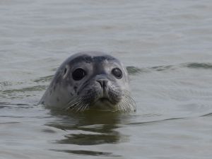 ScheldeSafari Baarland