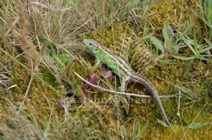 Natuurspeurtocht voor kinderen Fotobeschrijving: Zandhagedus. Foto: (c) Staatsbosbeheer.