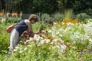 Plukbloemendagen op De Boschhoeve Foto's zijn eigendom van De Boschhoeve 