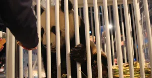 Ze zijn er: reuzenpanda_s aangekomen in Nederland Een verzorger geeft de reuzenpanda te eten. Is dit nou Wu Wen of Xing Ya? Foto: Redactie DagjeWeg.NL.