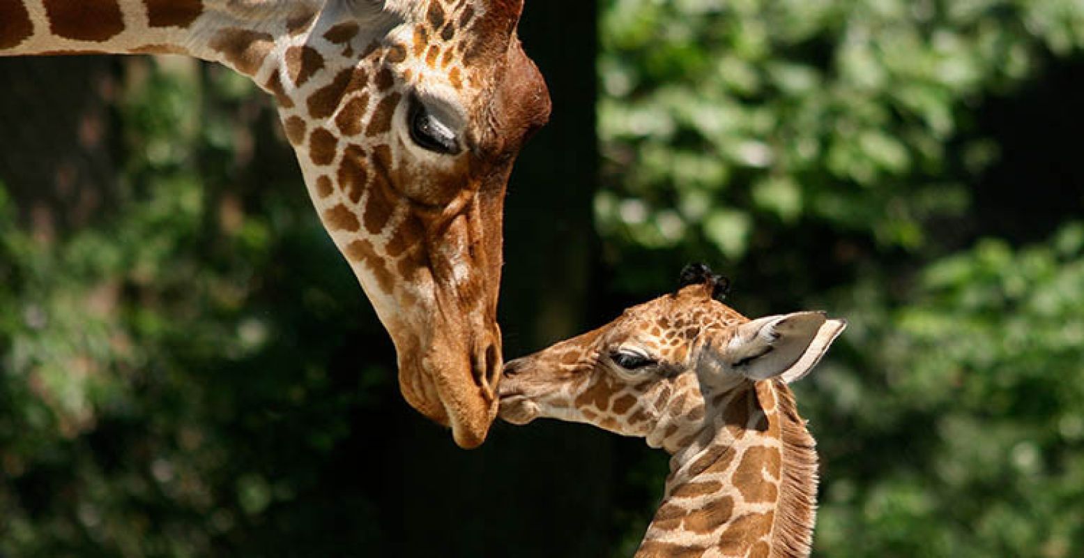 Giraffe met jong in Artis. Foto: Artis, Ronald van Weeren.