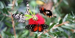 Orchideeën Hoeve hoopvol: ook in crisistijd een fleurig paradijs