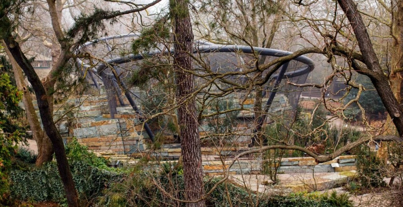 Het jaguarverblijf is tropisch ingericht. Foto: © ARTIS, Samuel van Leeuwen