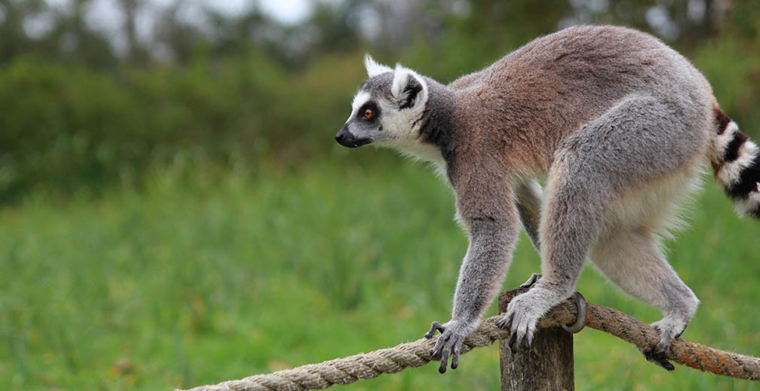 De ringstaartmaki's klauteren en slingeren nieuwsgierig om je heen in AquaZoo Friesland. Foto: DagjeWeg.NL.