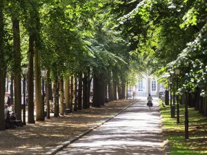 Een van de mooiste lanen van Nederland. Foto: The Hague & Partners © Jurjen Drenth