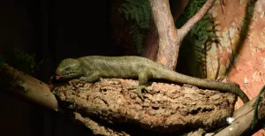 Brrr: reusachtige spinnen en slangen in Iguana De leguaan lijkt ons rauw te lusten. Foto: DagjeWeg.NL