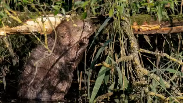 bever | Foto ge&uuml;pload door gebruiker Staatsbosbeheer.