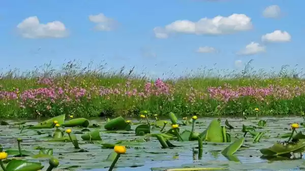 Waterlelies in de Reeuwijkse Plassen, Groene Hart | Foto ge&uuml;pload door gebruiker Staatsbosbeheer.