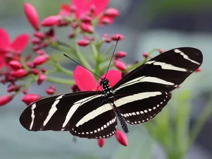 Pronken in zwart-wit. Foto: Vlindertuin Vlindorado