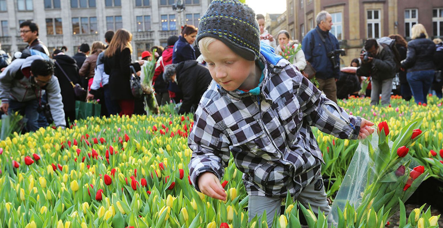 Het tulpenseizoen is geopend! Kom zaterdag gratis tulpen plukken op de Dam tijdens de Nationale Tulpendag. Foto: Tulpentijd.nl / VidiPhoto.