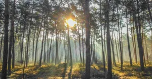 Wandelen met de boswachter op de Veluwe - Reeënberg Loenen Wandelen met de boswachter op de Veluwe - Reeënberg LoenenFoto geüpload door gebruiker Natuurmonumenten.