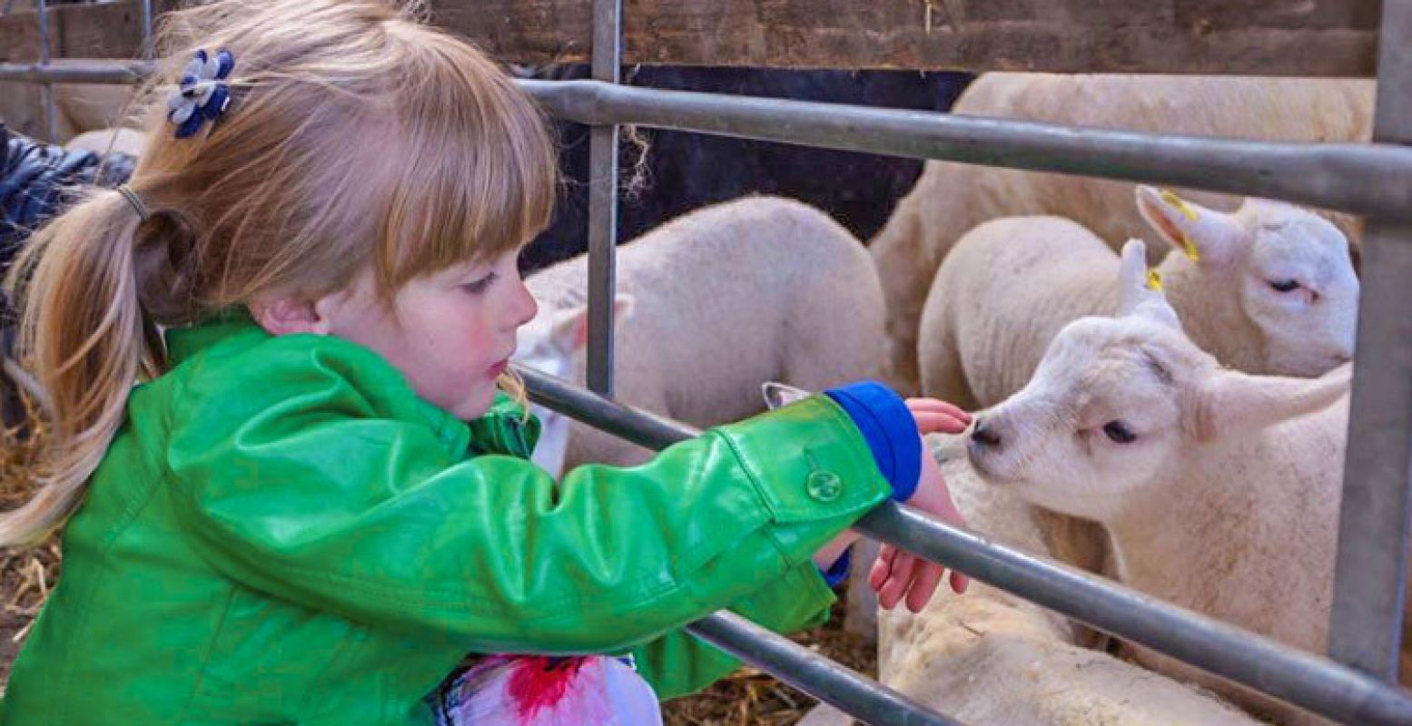 Lieve lammetjes kijken bij De Boerinn in Kamerik. Foto: De Boerinn.