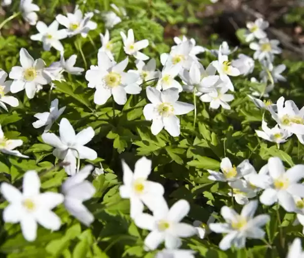 Voorjaarsbloeiers Foto geüpload door gebruiker Geldersch Landschap en Kasteelen